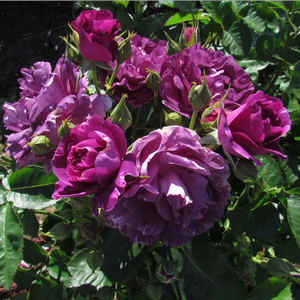 Purple - bed and borders rose - floribunda